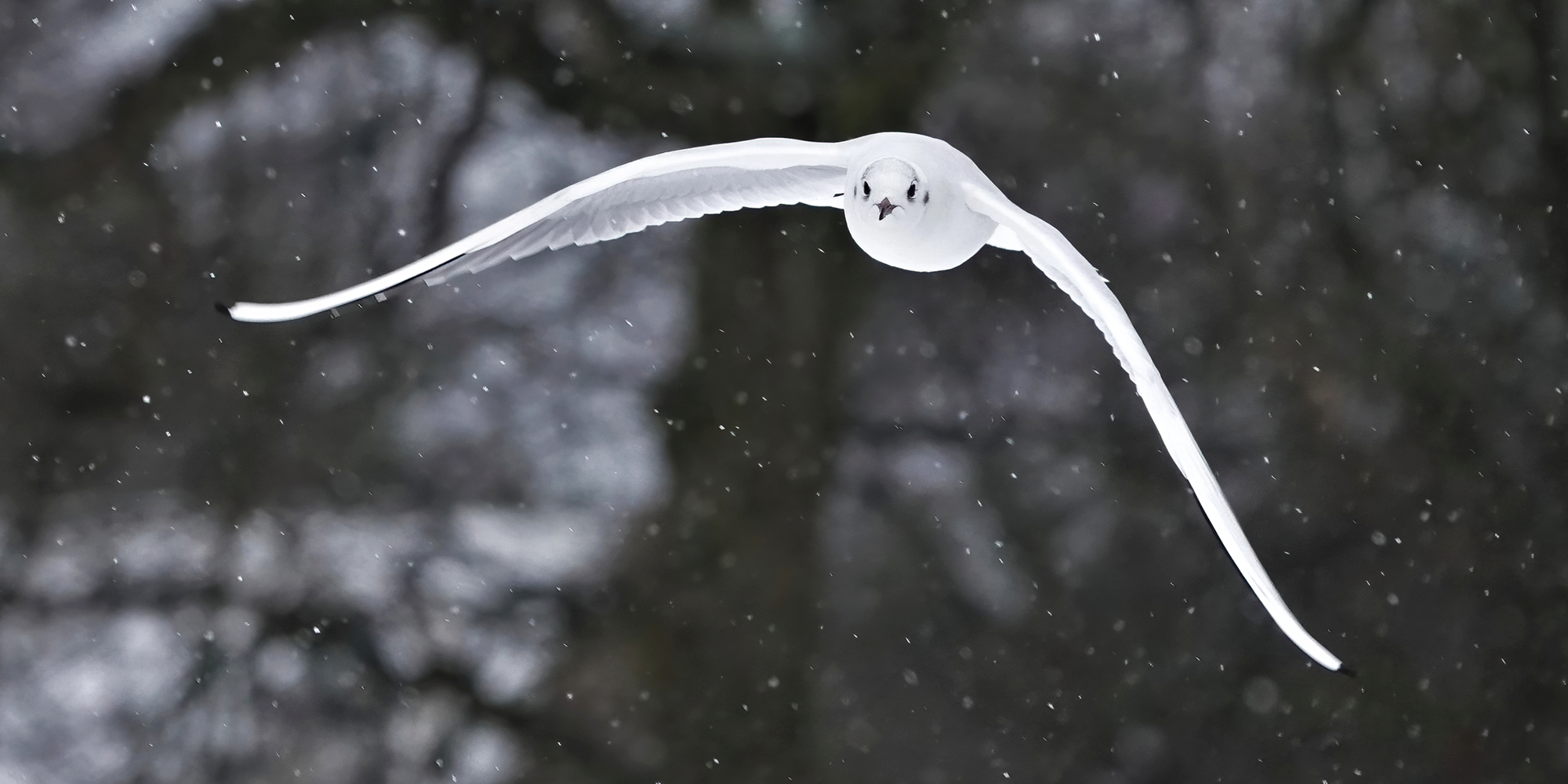 Möve fliegt auf die Kamera zu
